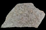 Ordovician Trilobite Mortality Plate - Tafraoute, Morocco #126930-1